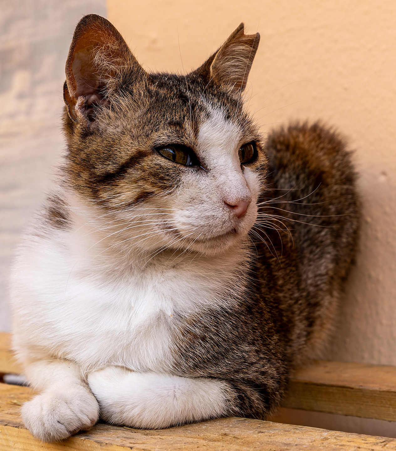 Segeltörn Korfu 2024